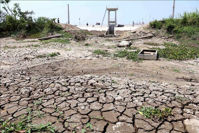 前江省集中发展沿海防护林 应对气候变化 ảnh 2 前江省集中发展沿海防护林 应对气候变化 ảnh 2