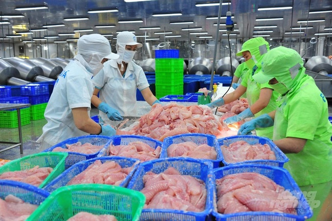 中国大量购买越南查鱼 ảnh 1 中国大量购买越南查鱼 ảnh 1