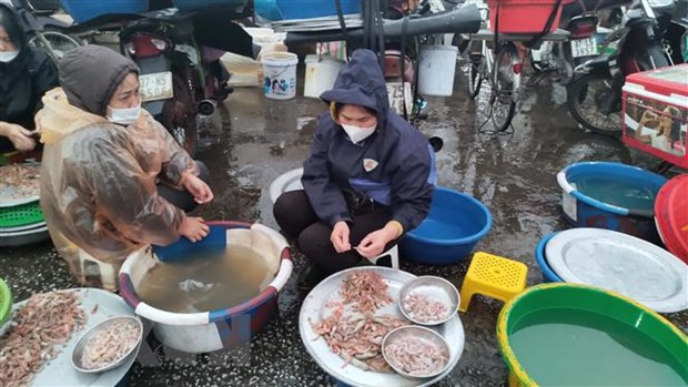 专家呼吁印尼借鉴越南渔业发展经验 ảnh 1 专家呼吁印尼借鉴越南渔业发展经验 ảnh 1