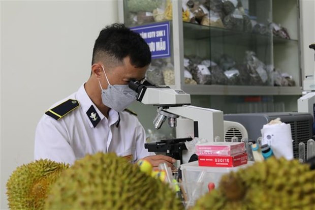通过谅山口岸的农产品出口急剧增加 ảnh 2