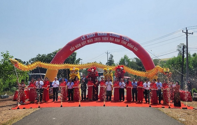 越南同奈省年初向中国出口首批香蕉 ảnh 1 越南同奈省年初向中国出口首批香蕉 ảnh 1