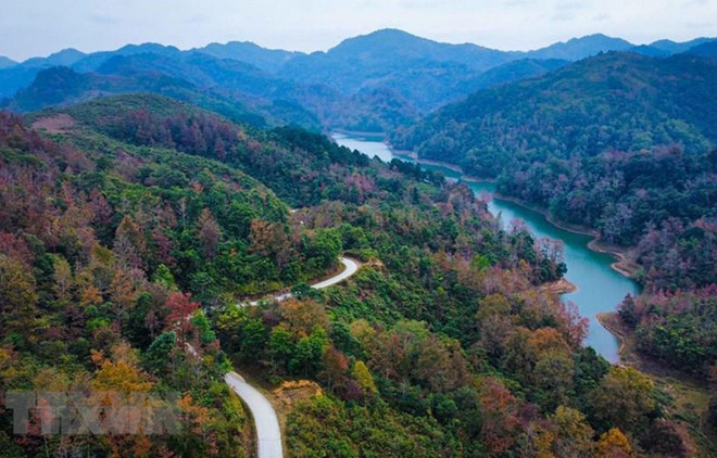 2021-2025年越南将种植10亿棵树 ảnh 1