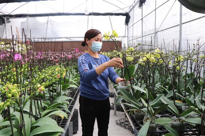北宁省花村百花怒放迎新春 ảnh 1 北宁省花村百花怒放迎新春 ảnh 1