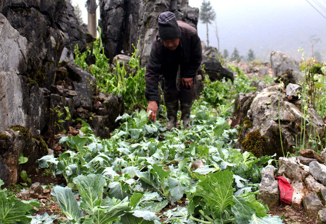 河江和承天顺化两省尽快开展冰雹和龙卷风灾害善后处置工作 ảnh 2