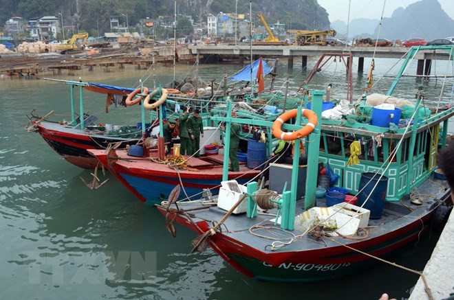 越南积极处理欧洲理事会对越南渔业水产品发出“黄牌”警告 ảnh 1 越南积极处理欧洲理事会对越南渔业水产品发出“黄牌”警告 ảnh 1