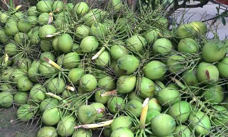 槟椥椰蓝椰子产品获得地理标志登记证书 ảnh 1 槟椥椰蓝椰子产品获得地理标志登记证书 ảnh 1