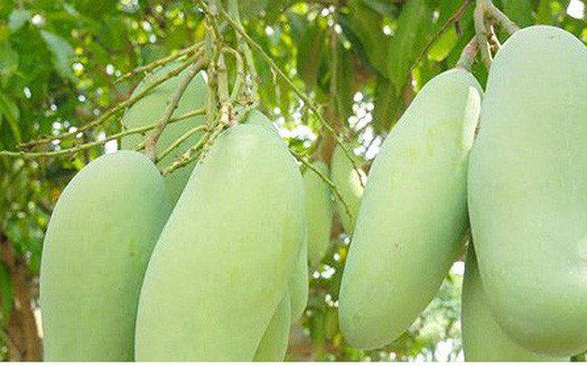 2018年前2个月越南蔬果出口额约6.2亿美元 ảnh 1