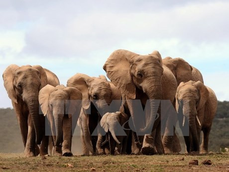 “捏塑大象-拯救大象”——提高野生动物保护意识的实习班 ảnh 1 “捏塑大象-拯救大象”——提高野生动物保护意识的实习班 ảnh 1