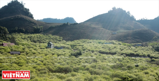 山罗省的三大优势 ảnh 10 山罗省的三大优势 ảnh 10