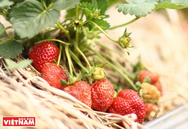 山罗省的三大优势 ảnh 8 山罗省的三大优势 ảnh 8