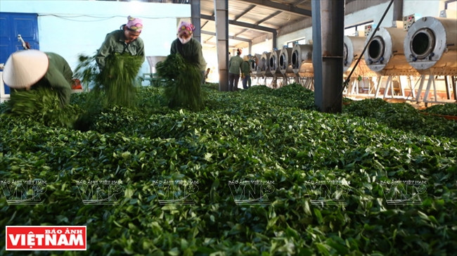 山罗省的三大优势 ảnh 3 山罗省的三大优势 ảnh 3