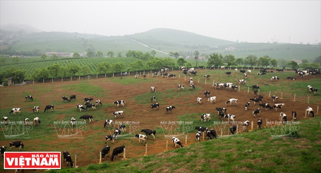 山罗省的三大优势 ảnh 4 山罗省的三大优势 ảnh 4