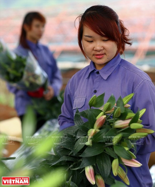 山罗省的三大优势 ảnh 9 山罗省的三大优势 ảnh 9