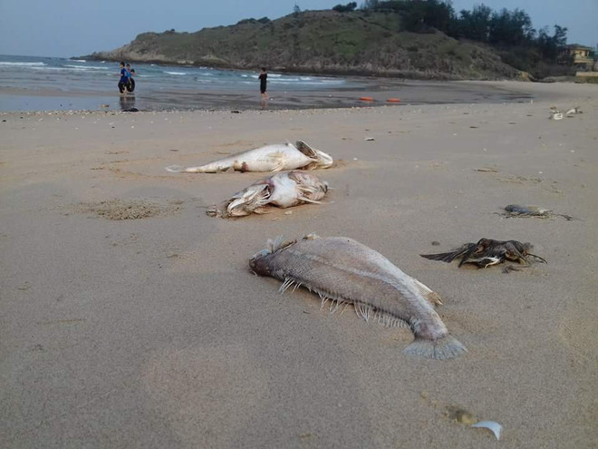 密切监督越南台塑何静钢厂污水处理情况 ảnh 1