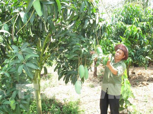 Agricare 每周向澳大利亚出口5吨青皮芒 ảnh 1 Agricare 每周向澳大利亚出口5吨青皮芒 ảnh 1