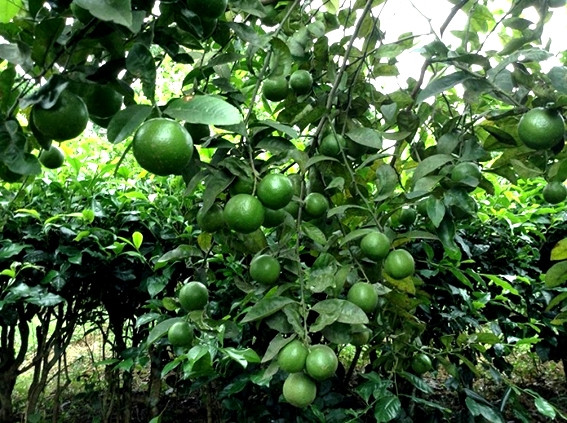  四季柠檬 ảnh 1