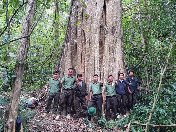 南西原古树群获公认为越南遗产树 ảnh 1