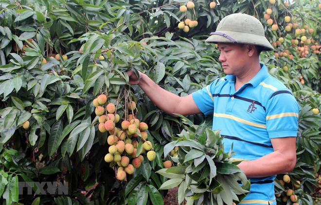 北江省早熟荔枝价格形势总体良好 ảnh 1 北江省早熟荔枝价格形势总体良好 ảnh 1