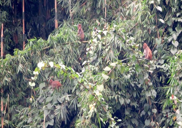 着力保护槟恩国家公园猕猴属稀有猴种 ảnh 2 着力保护槟恩国家公园猕猴属稀有猴种 ảnh 2