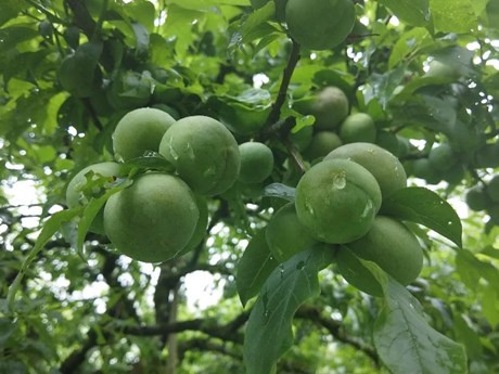 山罗省农民靠种植有机李子脱贫致富 ảnh 1