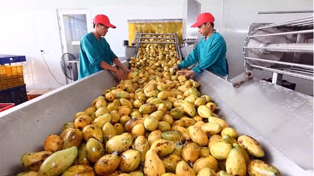 越南企业向伊朗出口潜力巨大 ảnh 1