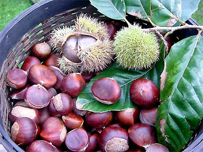 越南高平省想方设法保护重庆栗子品牌 ảnh 1 越南高平省想方设法保护重庆栗子品牌 ảnh 1