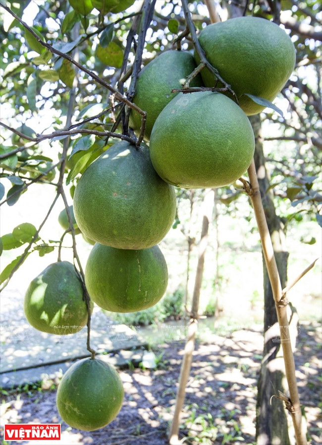 越南南部著名高档品牌——新朝岛蜜柚 ảnh 5 越南南部著名高档品牌——新朝岛蜜柚 ảnh 5