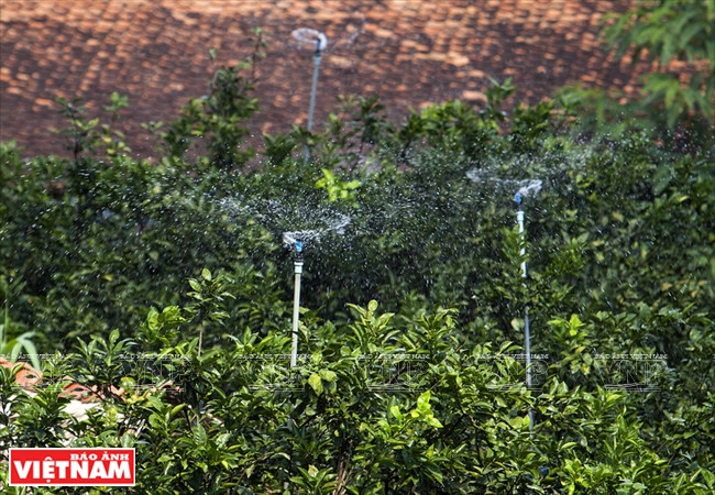 越南南部著名高档品牌——新朝岛蜜柚 ảnh 3 越南南部著名高档品牌——新朝岛蜜柚 ảnh 3
