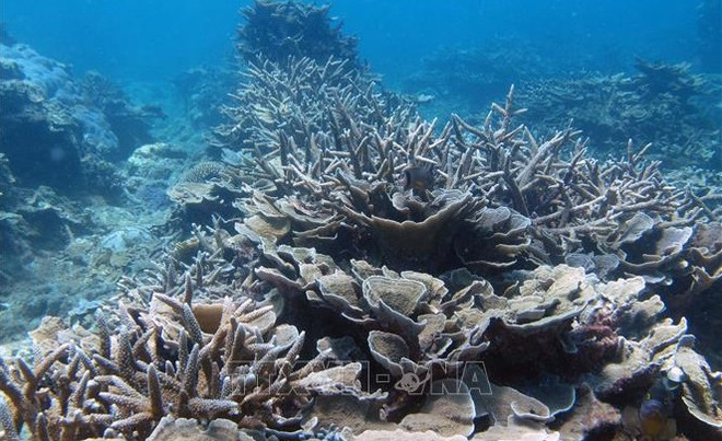 《至2030年和远景展望至2050年国家生物多样性战略》获批 ảnh 1 《至2030年和远景展望至2050年国家生物多样性战略》获批 ảnh 1