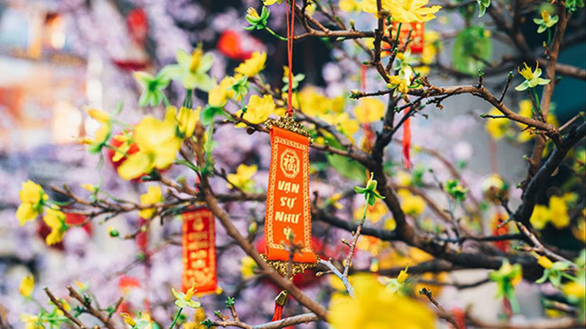 梅花在春节的意义 ảnh 2 梅花在春节的意义 ảnh 2