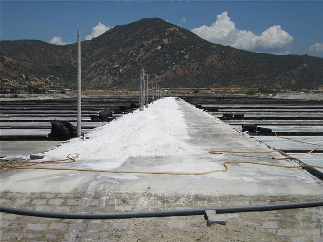 加强产销对接 大力吸引对盐业的投资 ảnh 1