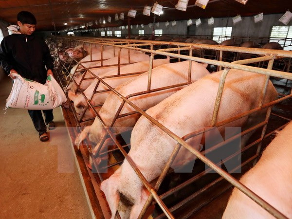 加拿大将向越南食品安全保障工作资助1500万加拿大元 ảnh 1 加拿大将向越南食品安全保障工作资助1500万加拿大元 ảnh 1