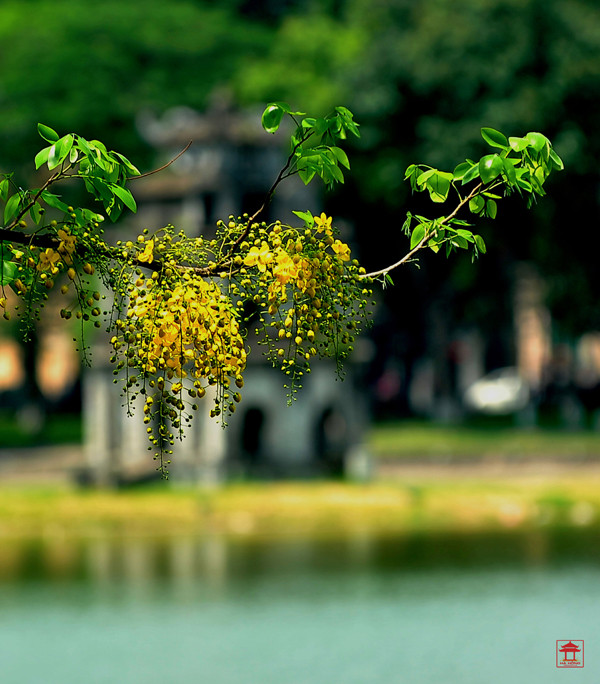 “还剑湖色彩”摄影图片展在河内举行 ảnh 3 “还剑湖色彩”摄影图片展在河内举行 ảnh 3