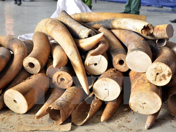 胡志明市海关分局查获逾700公斤走私象牙藏匿在空心树干中 ảnh 1