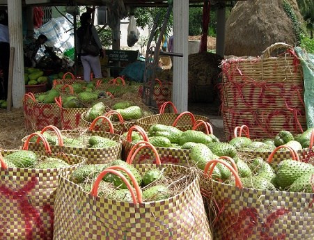 越南南部前江省特产刺果番荔枝价格猛涨 ảnh 1