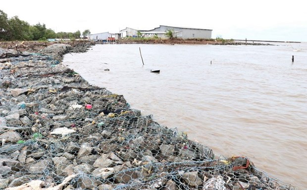 金瓯省主动预防台风 保护生产活动 ảnh 1 金瓯省主动预防台风 保护生产活动 ảnh 1