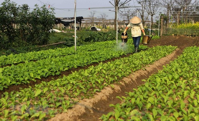 农业与农村部长阮春强：越南努力建设负责任渔业 ảnh 2