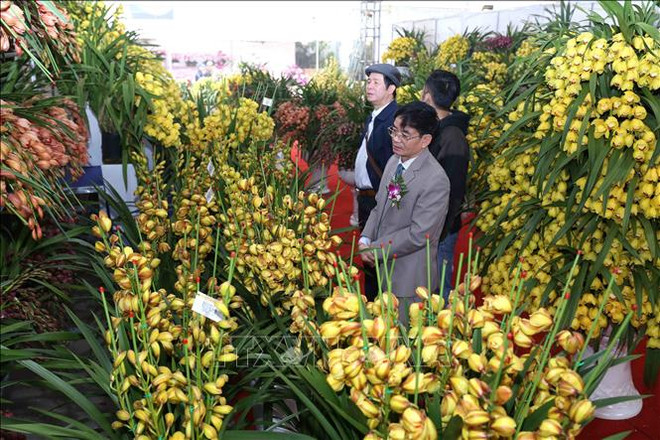 2019年春节展览会在河内开幕 ảnh 3