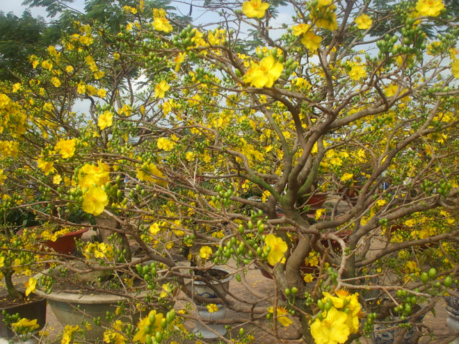 芹苴市出现报价30亿越盾的梅花盆景 ảnh 1