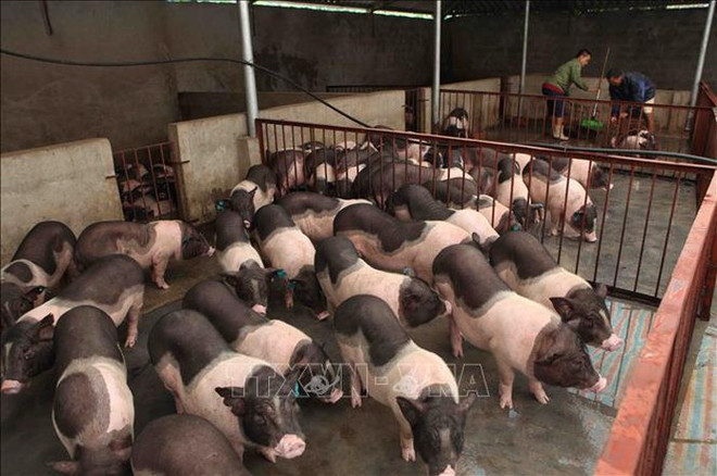 越南努力开展地区消饥减贫工作 ảnh 3 越南努力开展地区消饥减贫工作 ảnh 3