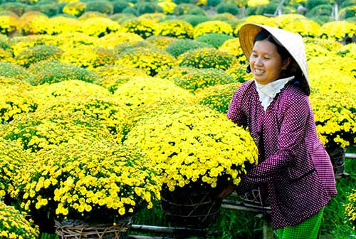 九龙江三角洲进入花卉丰收季节 ảnh 1 九龙江三角洲进入花卉丰收季节 ảnh 1