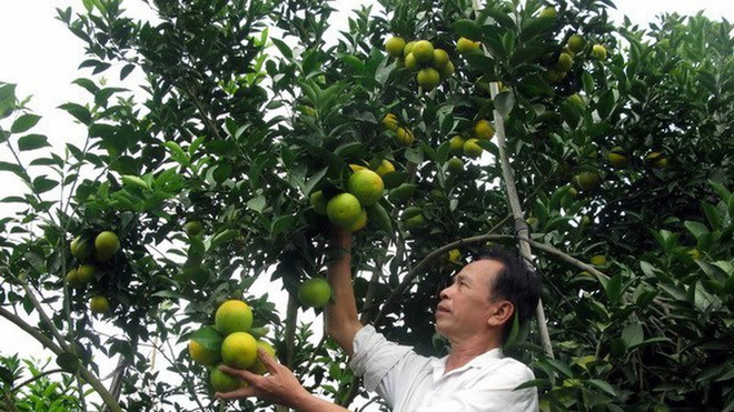 全国共有69件国家地理标志产品 ảnh 1