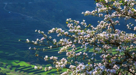 2017年洋紫荆花节即将在奠边省举行 ảnh 1 2017年洋紫荆花节即将在奠边省举行 ảnh 1