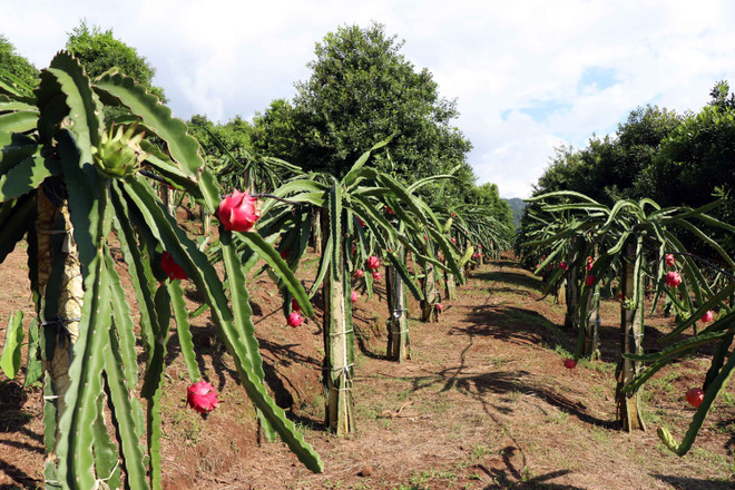山罗省向俄罗斯出口10吨火龙果 ảnh 2 山罗省向俄罗斯出口10吨火龙果 ảnh 2