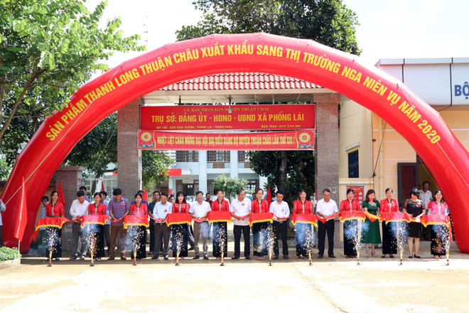 山罗省向俄罗斯出口10吨火龙果 ảnh 1 山罗省向俄罗斯出口10吨火龙果 ảnh 1