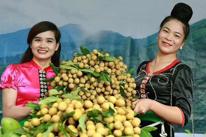 山罗省已对12个国际市场出口10.6万多吨水果 ảnh 2