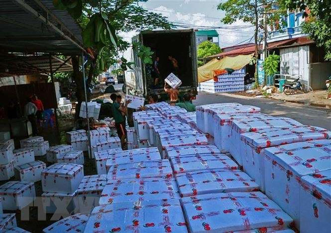 坚江省对中国出口下降 ảnh 1 坚江省对中国出口下降 ảnh 1