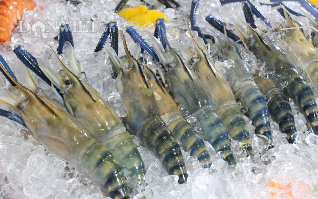 越南虾类产品敲开欧洲市场 ảnh 1 越南虾类产品敲开欧洲市场 ảnh 1