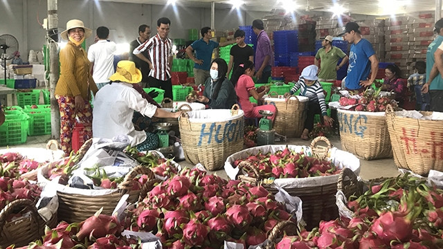 推动越南集体经济发展 ảnh 1 推动越南集体经济发展 ảnh 1