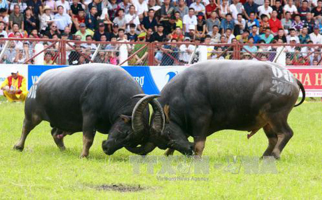 第25次七山赛牛节公开赛在安江省举行 ảnh 1